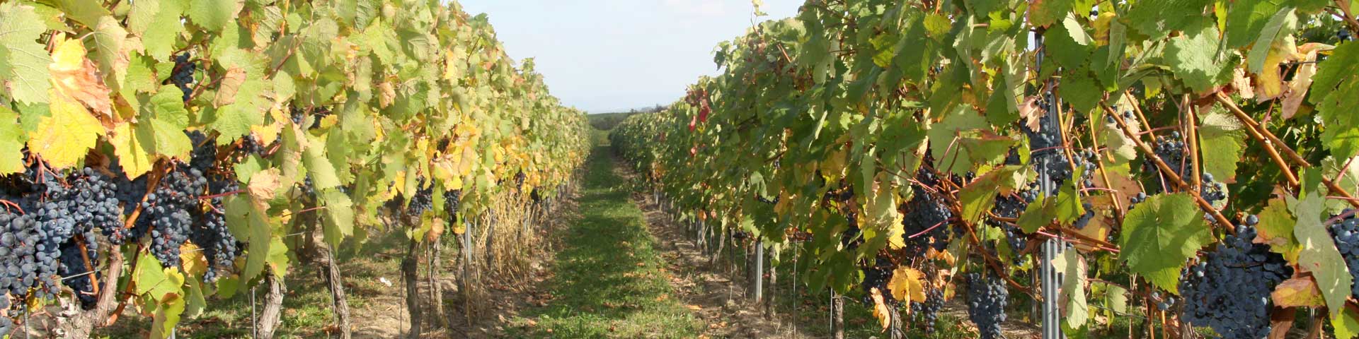 Weinberg mit Rotwein