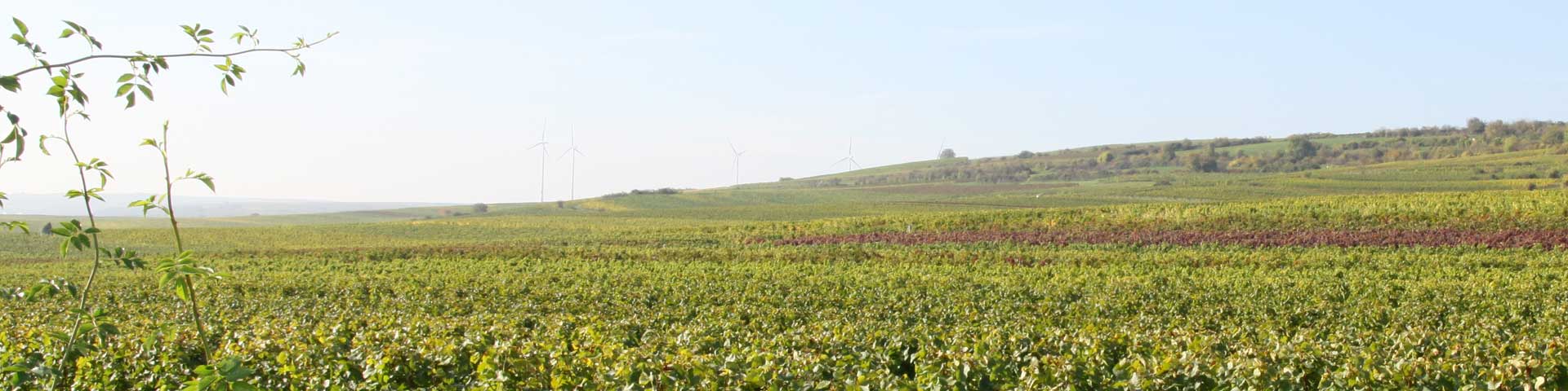 Weinberge im Dalsheim