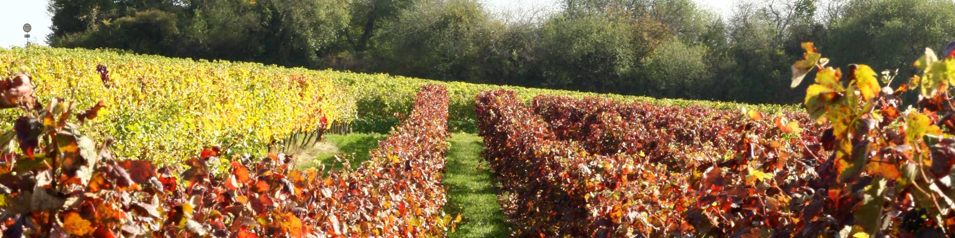 Weinberge im Dalsheim