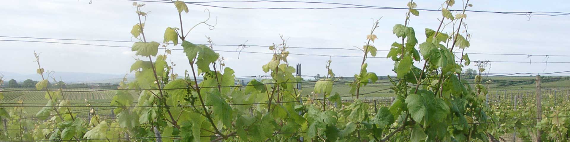 Weinberge im Dalsheim