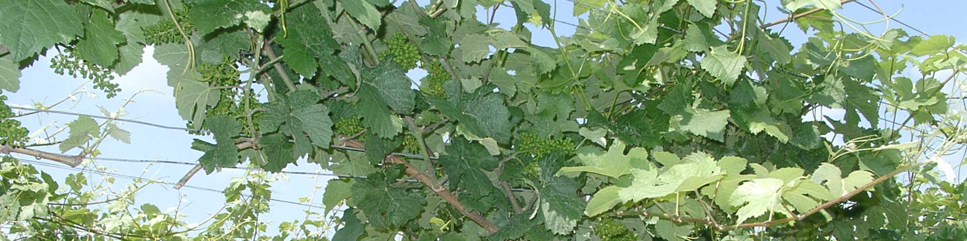 Weinberge im Dalsheim