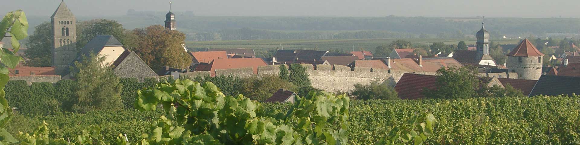 Weinberge im Dalsheim