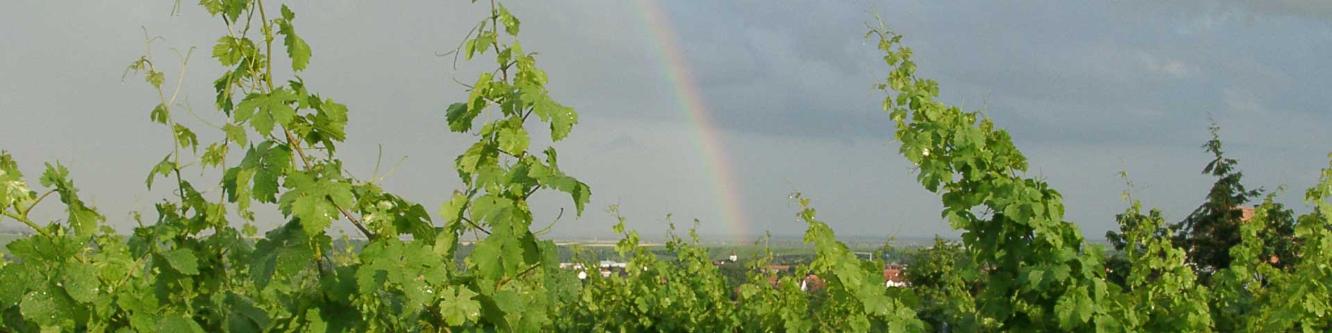 Weinberge im Dalsheim